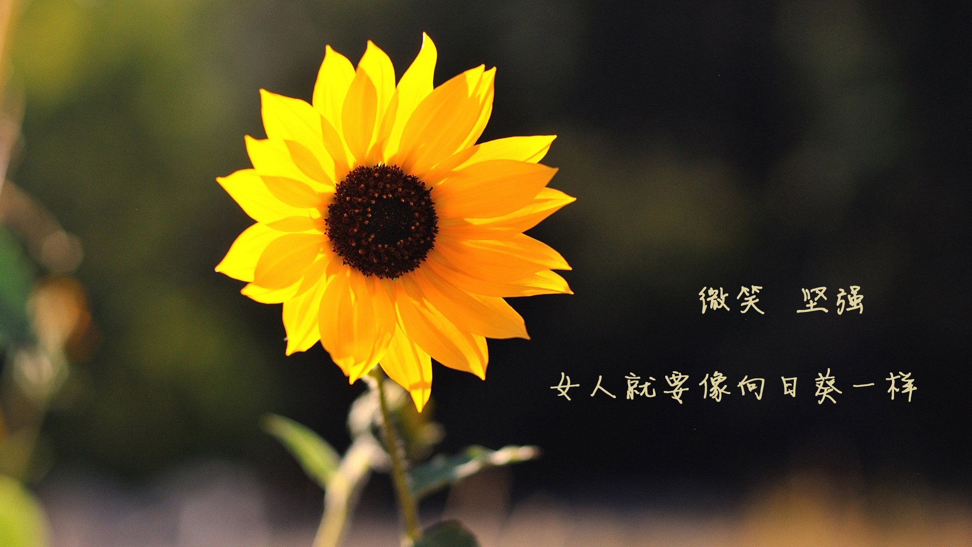 国足得分环节执行力评分模型，足球 赛后评分