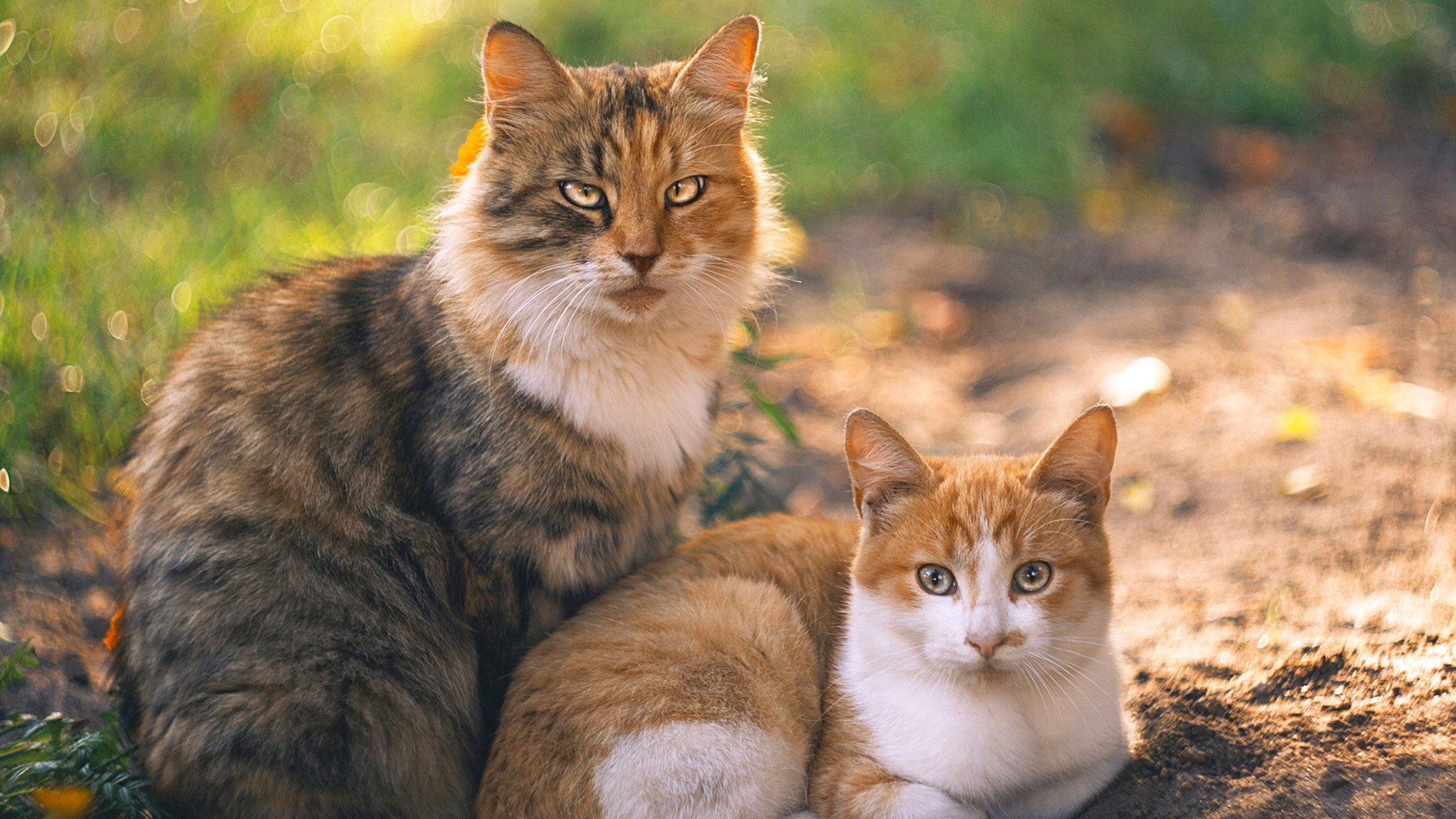 德甲训练体系中个体化心率恢复模型对轮换策略优化的影响
