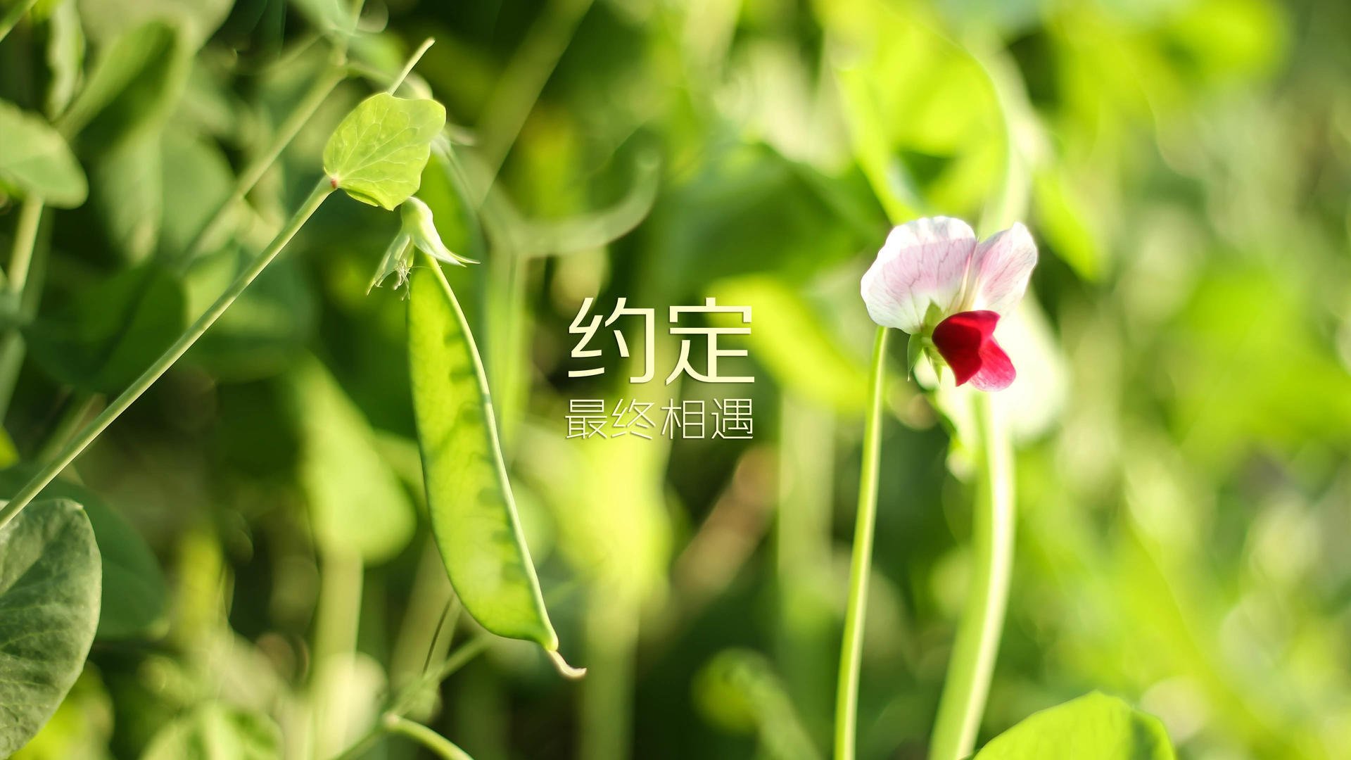 高校体育场馆开放管理政策研究，高校体育场馆现状