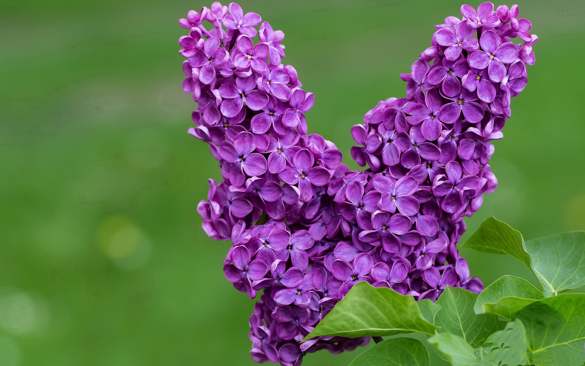 仰泳赛场韩国选手节奏稳定，仰泳比赛视频