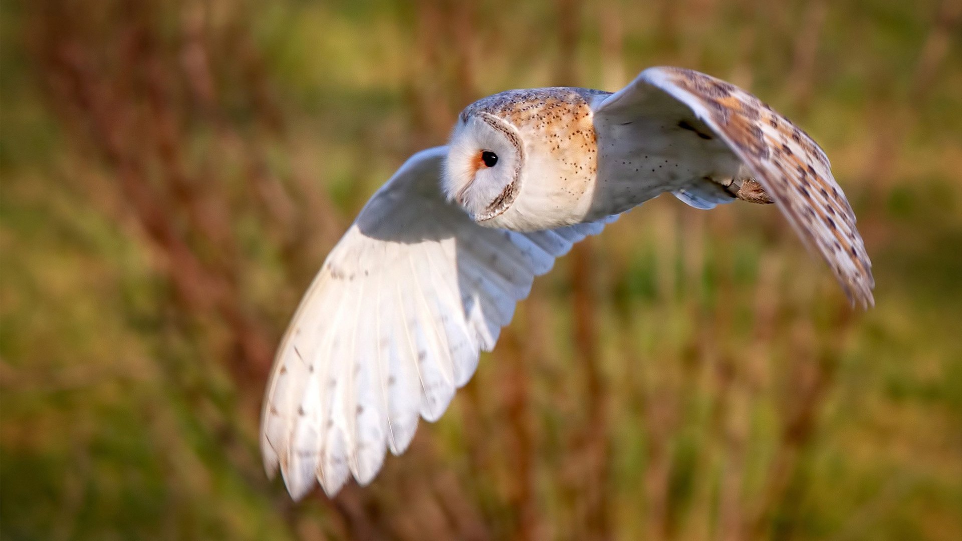 国际青年足球锦标赛全面开战，未来之星纷纷亮相，国际足联世界青年足球锦标赛