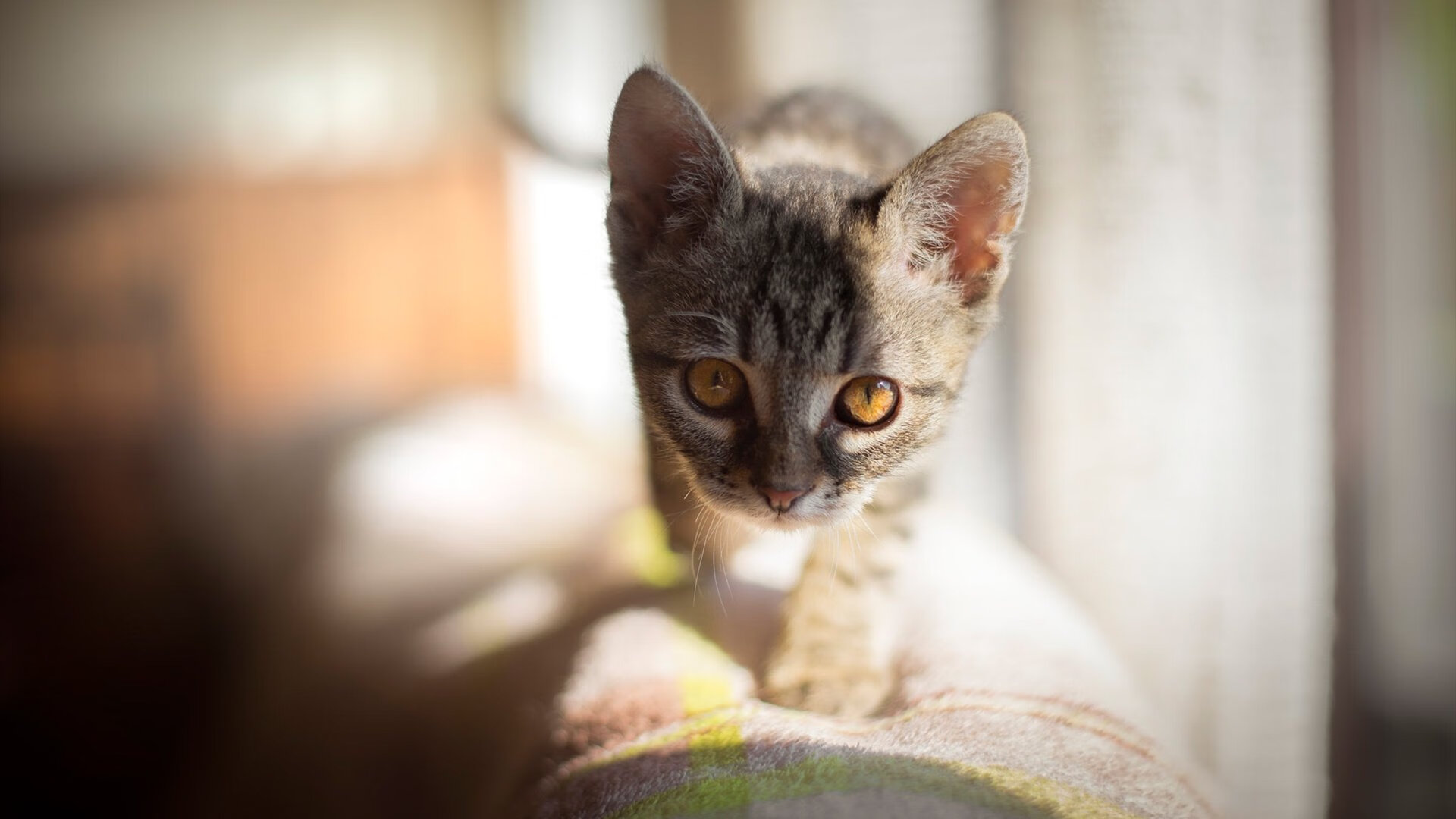 女子足球加强门将训练营覆盖多个核心技能点，女子足球队守门员