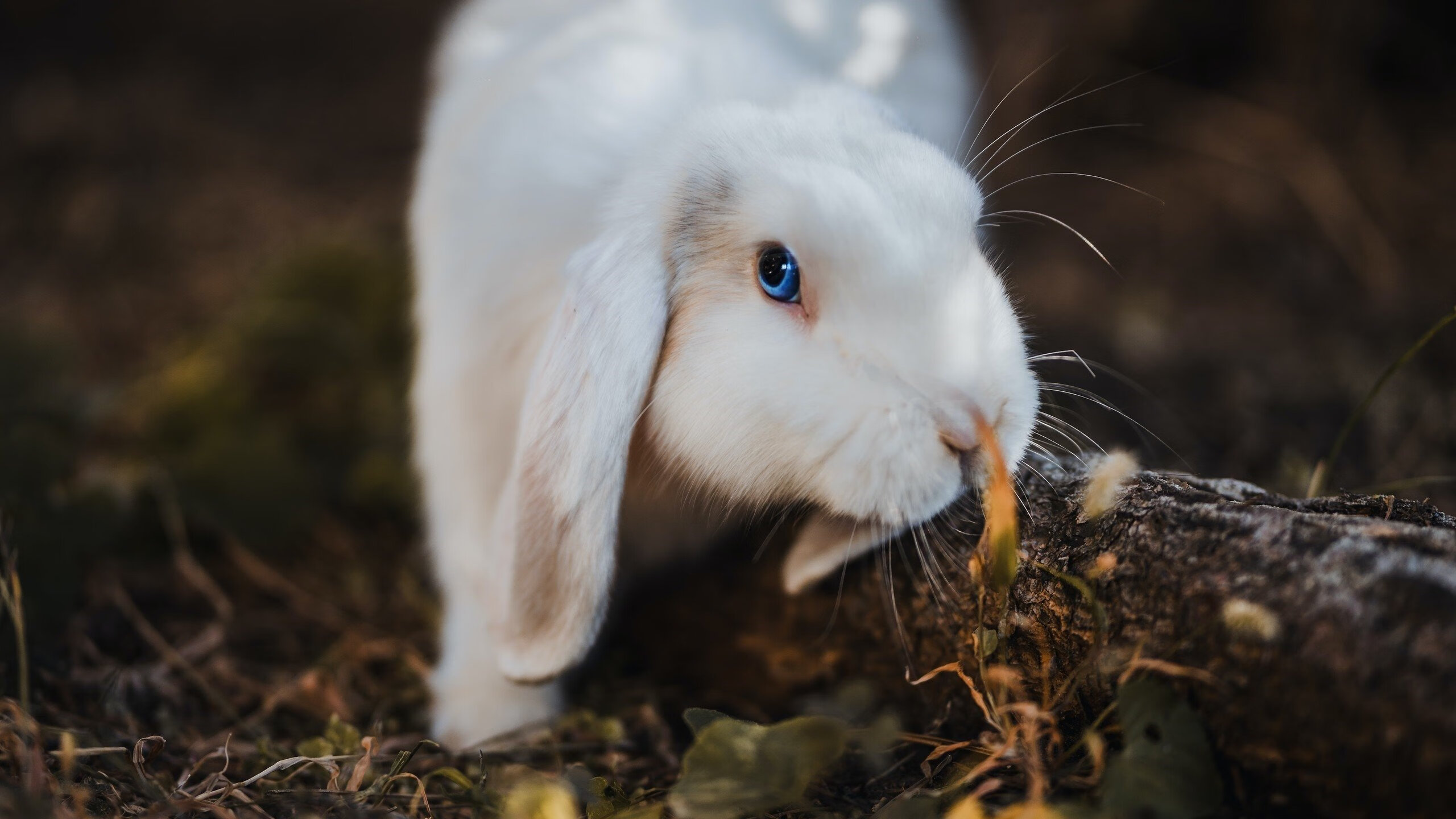 巴西青训持续投入，世界级天才不断涌现