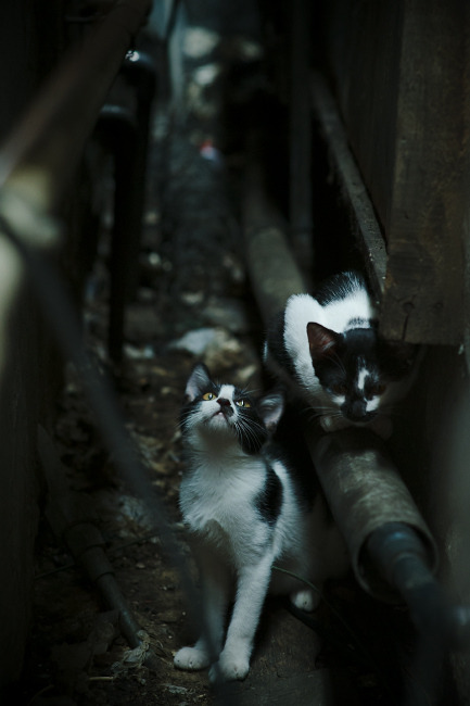 比利时男篮在欧洲预赛中坚持到底，争取奥运席位，比利时男篮世界排名