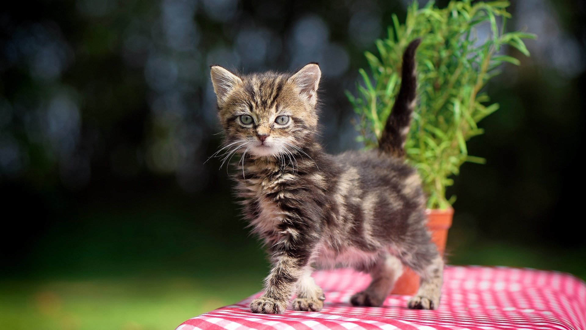 法甲绝美弧线球：旷世之作赢得全场喝彩，弧线球怎么打足球