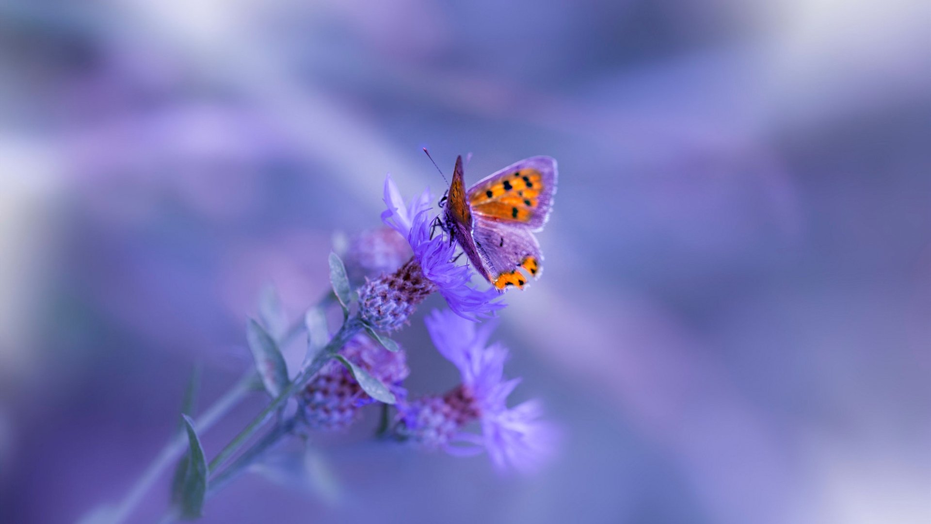 爱游戏娱乐平台-美洲杯激情再燃：生死战中的英雄瞬间，美洲杯完整视频