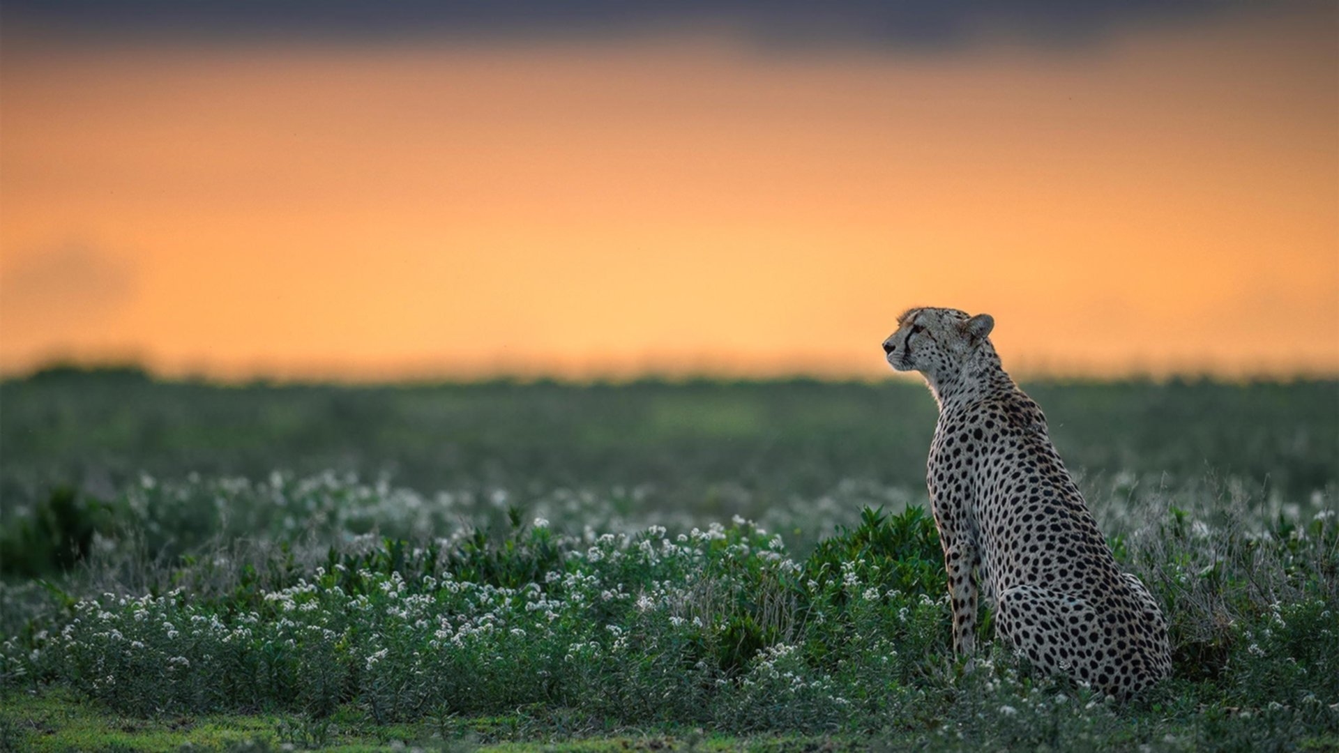 爱游戏app下载-西甲焦点时刻：后卫的致命失误变平局，西甲历史十大中后卫