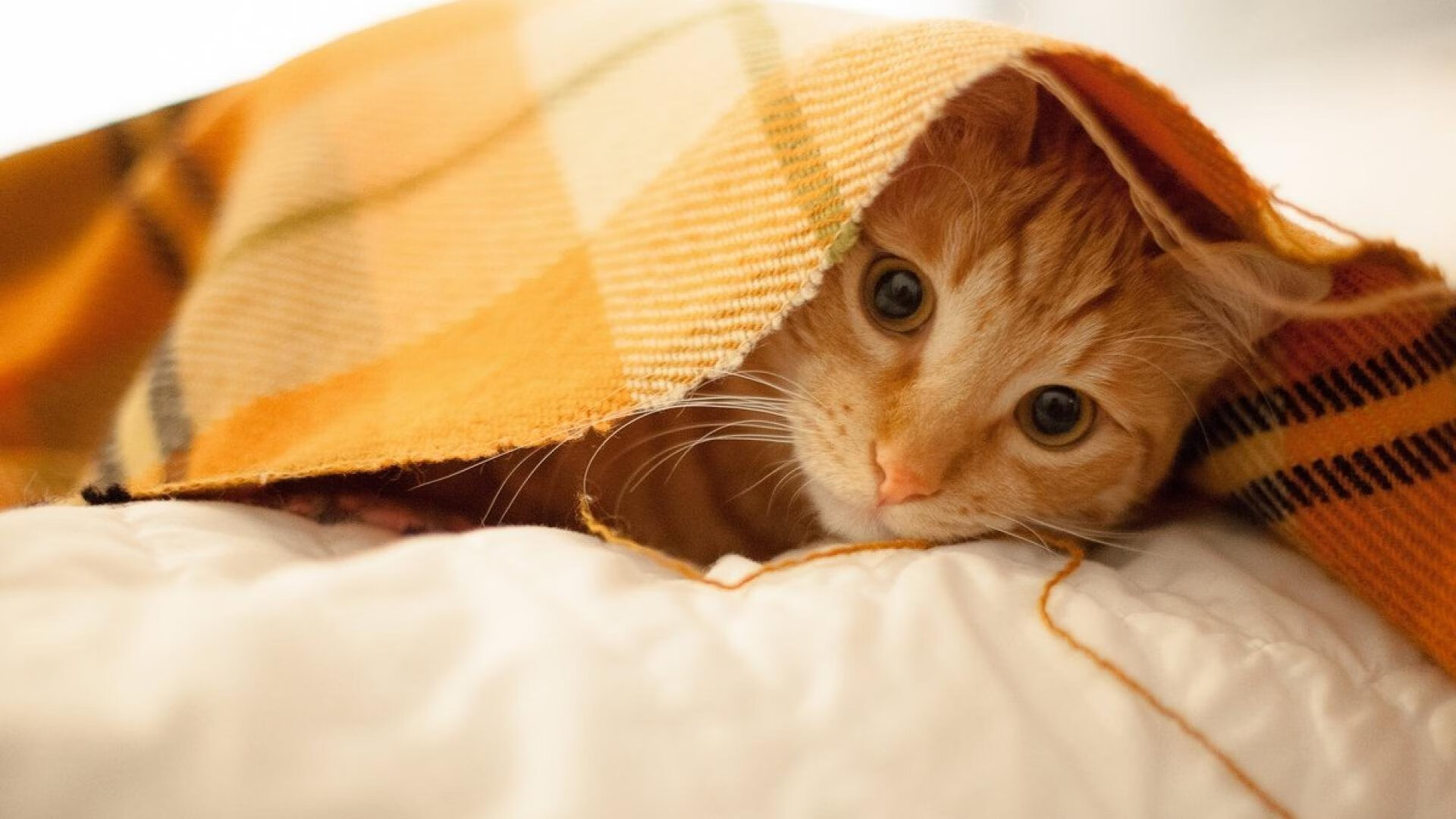 视频平台上线赛季十佳扑救门将表现再度成为焦点人物,门将花式扑救