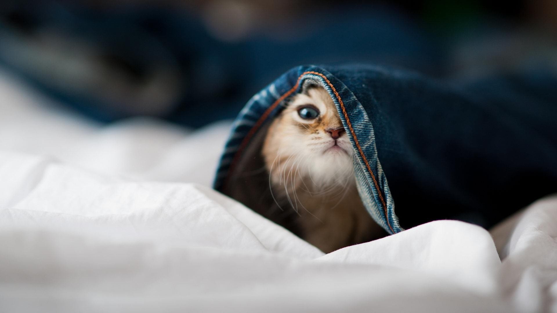 爱游戏电竞-马刺训练日主帅重点讲解无球移动，马刺的口令